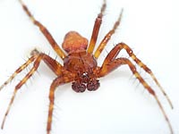 Araneus alsine