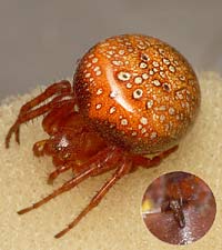 Araneus alsine