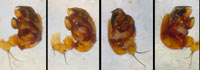 Araneus alsine