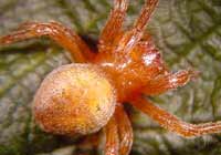 Araneus alsine