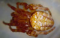 Araneus alsine