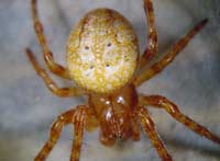 Araneus alsine