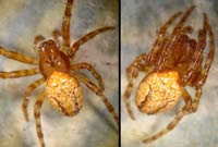 Araneus alsine