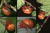 Araneus alsine