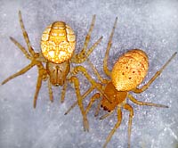 Araneus alsine vs. Cercidia prominens