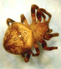 Araneus angulatus -> anklicken zum vergrössern (click to enlarge)