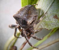 Araneus angulatus -> anklicken zum vergrössern (click to enlarge)