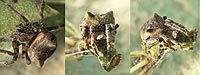 anklicken zum vergrössern (click to enlarge)