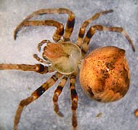 Araneus angulatus