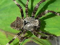 Araneus angulatus