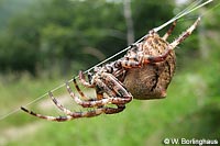 Araneus angulatus