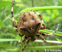 Araneus angulatus