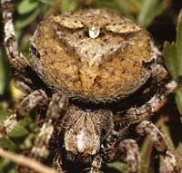 Araneus angulatus