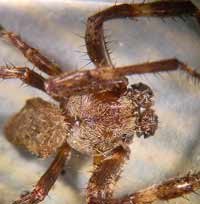 Araneus angulatus -> anklicken zum vergrössern (click to enlarge)