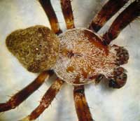 Araneus angulatus -> anklicken zum vergrössern (click to enlarge)