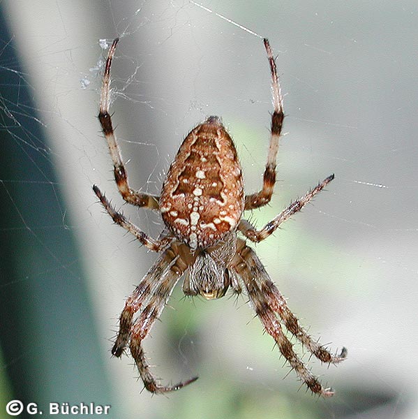 Araneus_diadematus_1024.jpg