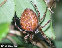 Araneus diadematus -> anklicken zum vergrössern (click to enlarge)