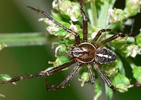 Araneus diadematus -> anklicken zum vergrössern (click to enlarge)