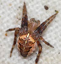 Araneus diadematus -> anklicken zum vergrössern (click to enlarge)