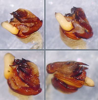 Araneus diadematus -> anklicken zum vergrössern (click to enlarge)