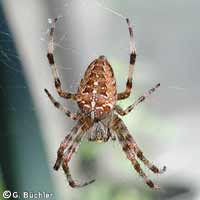 Araneus diadematus -> anklicken zum vergrössern (click to enlarge)