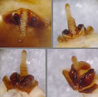 Araneus marmoreus