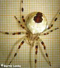 Araneus marmoreus