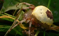 Araneus marmoreus