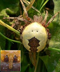 Araneus marmoreus