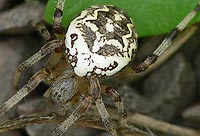 Araneus marmoreus