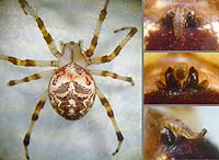 Araneus marmoreus