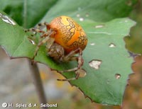 Araneus marmoreus