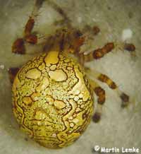 Araneus marmoreus