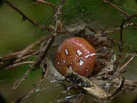 Araneus quadratus
