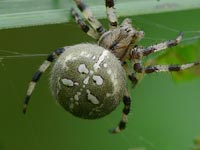 Araneus quadratus