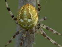 Araneus quadratus