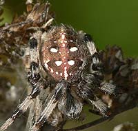 Araneus quadratus