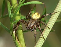 Araneus quadratus
