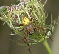 Araneus quadratus