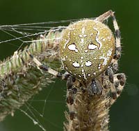 Araneus quadratus