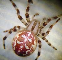 Araneus quadratus