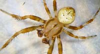 Araneus quadratus