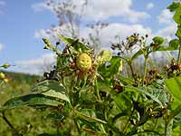 Araneus quadratus