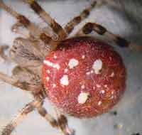 Araneus quadratus