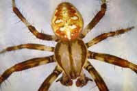 Araneus quadratus
