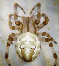Araneus quadratus