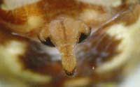 Araneus quadratus