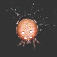 Araneus quadratus