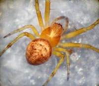 Araneus sturmi