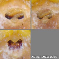 Araneus sturmi